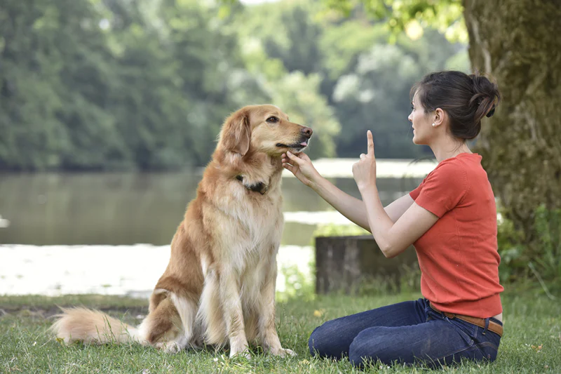 Learn dog training